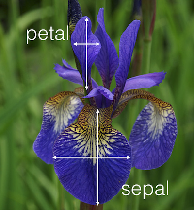 An iris flower and Anderson’s measurements (taken from Kaggle.com)